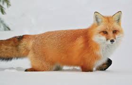 Fox